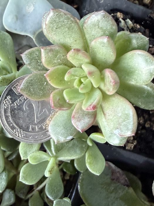 Кімнатні сукуленти з власноі колекціі