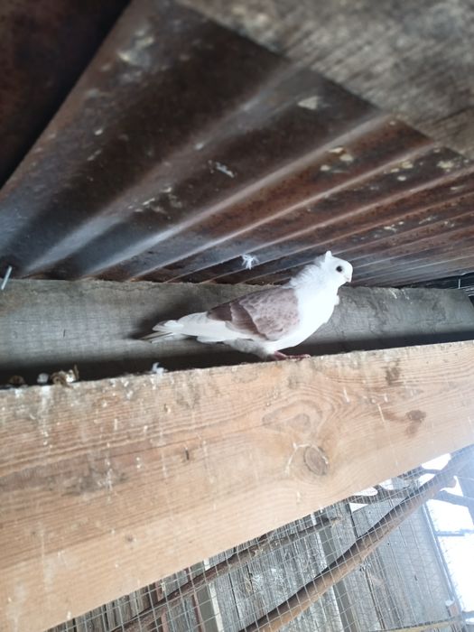 Gołębie ozdobne sprzedam zamienię