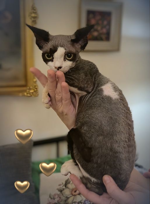 Devon rex Remus unikatowy kocurek