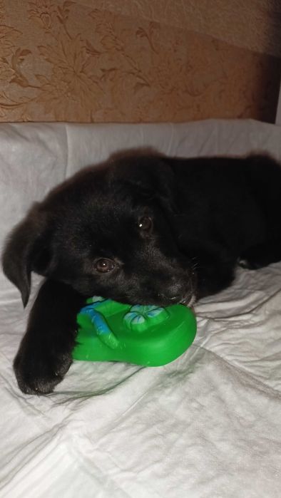 Цуцик в добрі руки. Терміново!