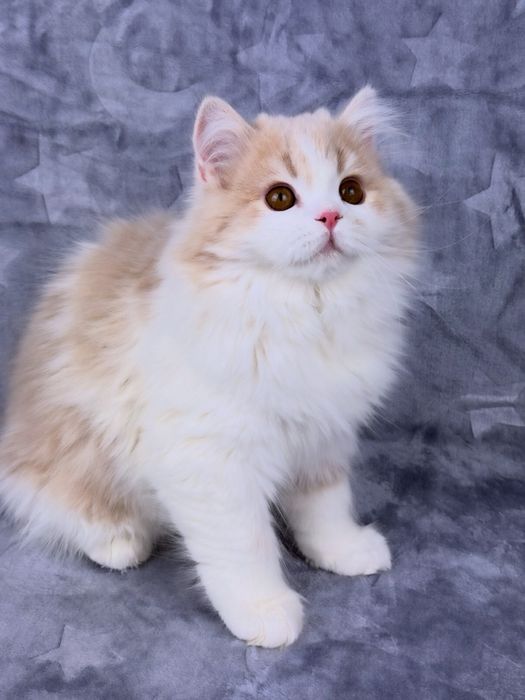 Прямовухий довгошерстий шотландський хлопчик.