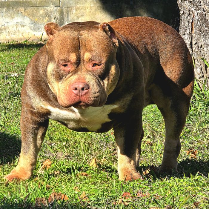 American Bully  Pocket (Linhagem de Topo Mundial)