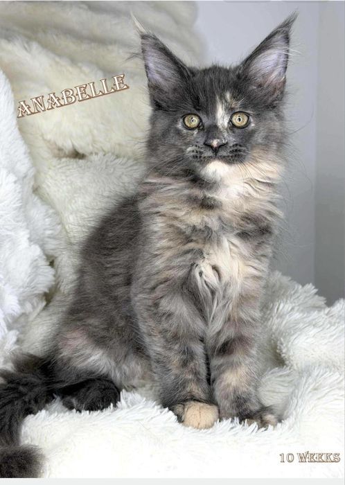 Koteczka maine coon łagodne olbrzymy piękne linie