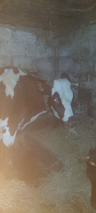 Продам корову в запуске