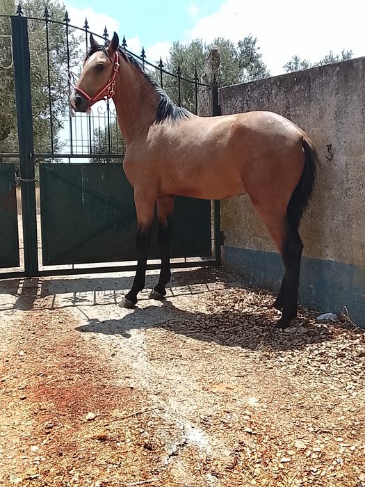 Poldro lusitano puro