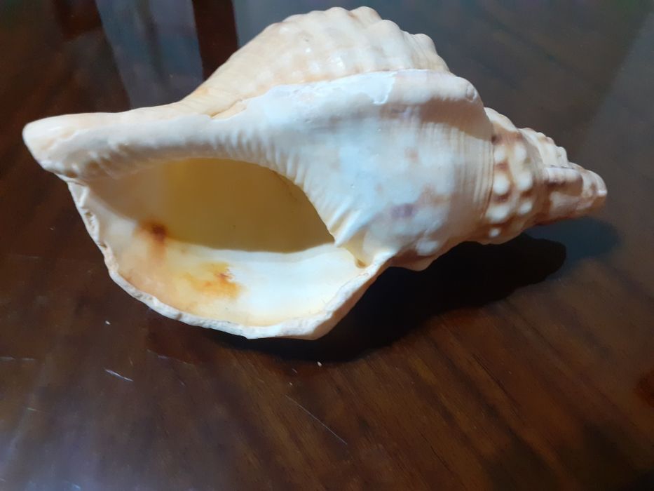 Sea Spider Shell and Conch426579859310520321