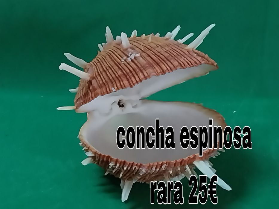 Búzios conchas etc