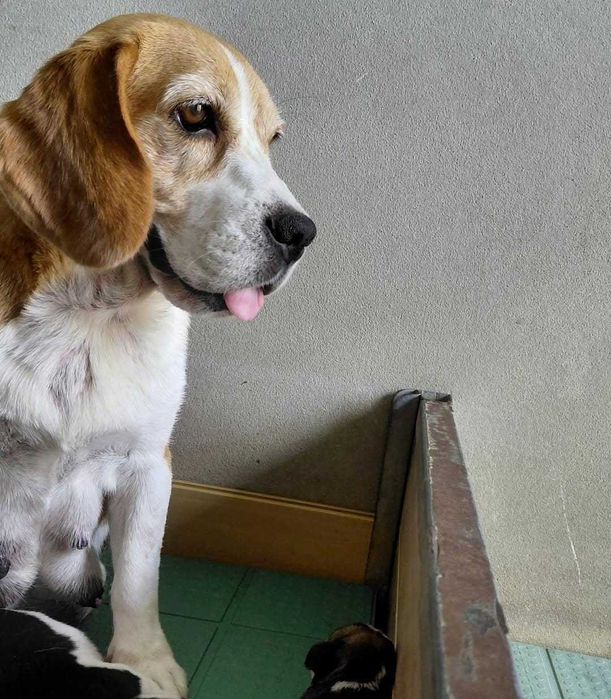 Beagle Bicolor bebé Com LOP