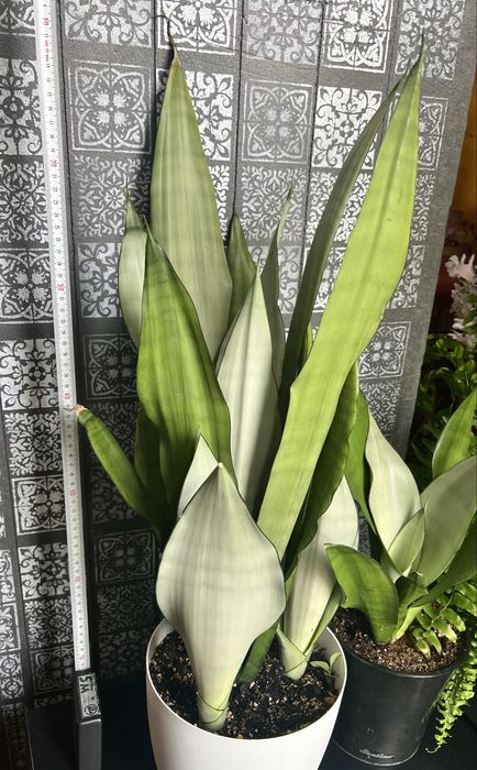 Sansevieria Moonshine wysoka