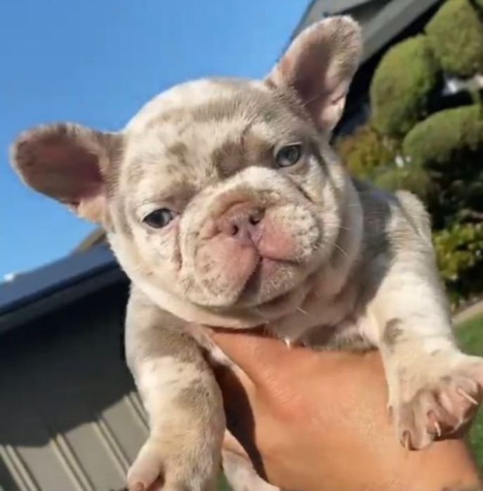 ізабелла мерле дівчинка !