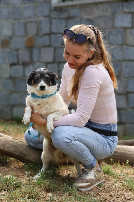 Do adopcji małe pieski
