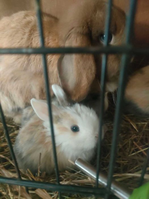 Piękne króliczki miniaturki