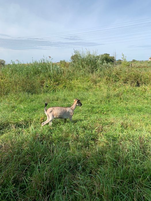Кози , козенята .