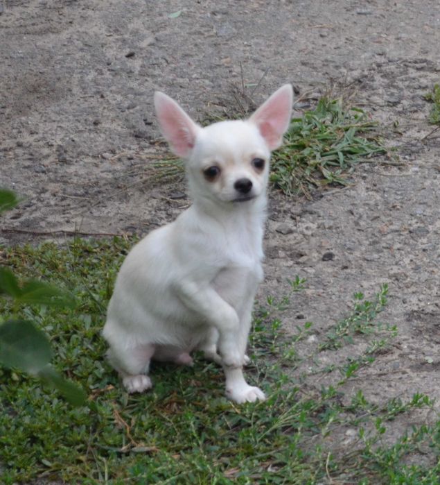 Чихуахуа хлопчик