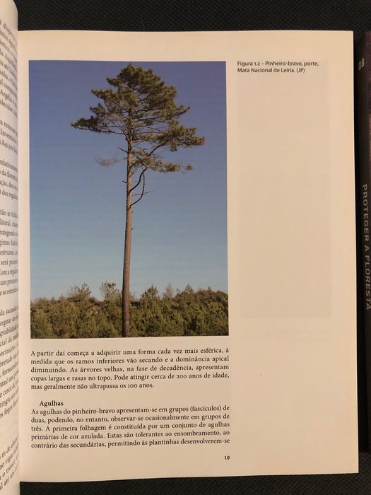 Árvores e Florestas: Pinhais e Eucaliptais / Proteger a Floresta