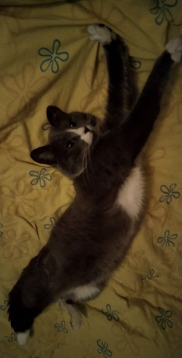 Отдам даром в добрые руки серо-белую кошечку