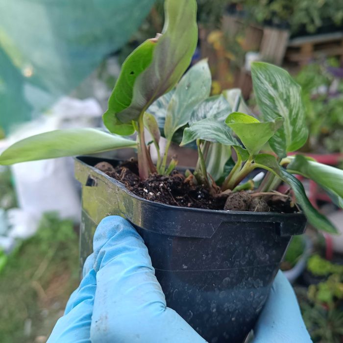 calathea, kalathea silver band cała doniczka, kilka sadzonek