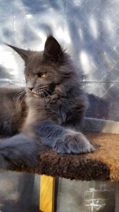 Maine coon Мейн-кун мальчик