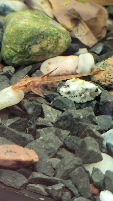 Loricaria zbrojnik czerwony