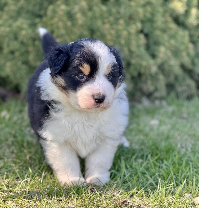 Owczarek Australijski , Aussie