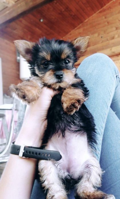 Menino Yorkshire Terrier TOP