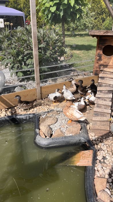 Kaczki mlode Call duck