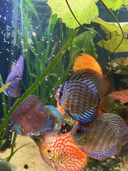 Paletka red turkus Dyskowce