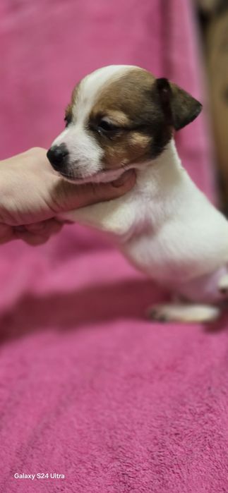 Девочка Джек Рассел