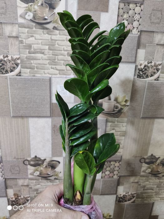 Заміокулькас-ЗЕНЗІ-