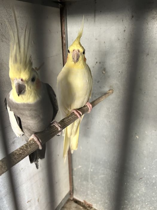 Vendo casal de caturras adulto