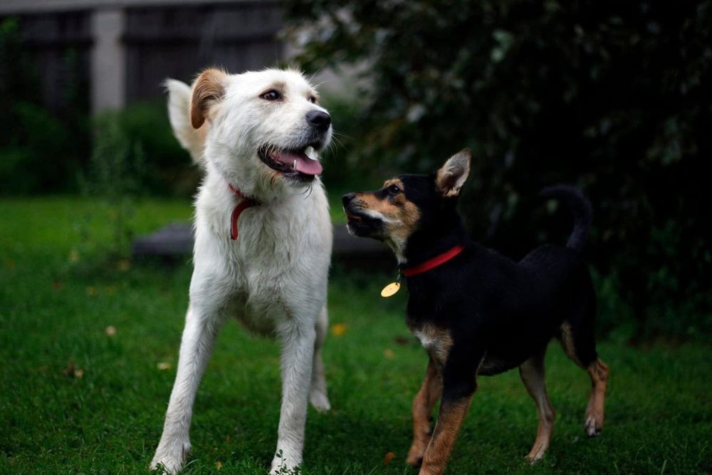 Piesel szuka swojego pana