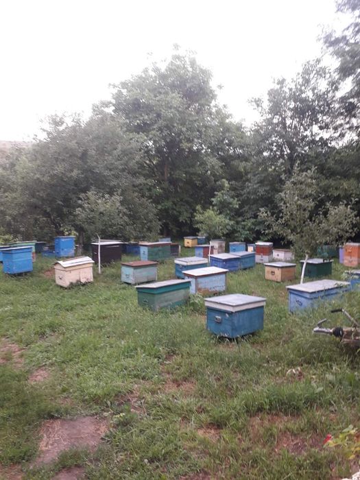 Продам бджолосім'ї