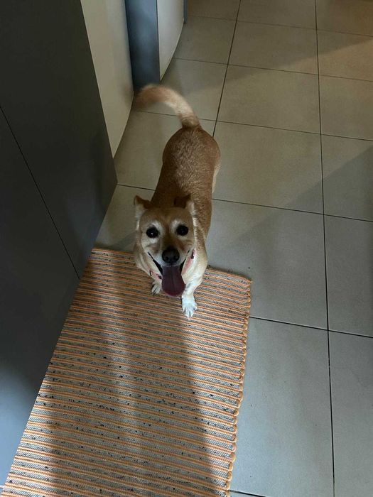 Cadela porte pequeno para adoção responsável