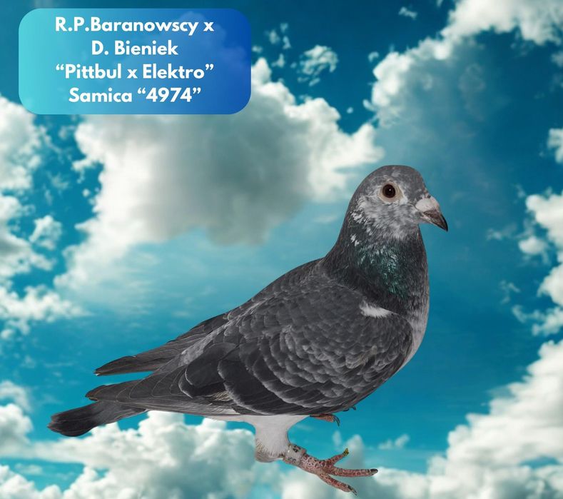 Gołąb pocztowy Samica Baranowscy x D.Bieniek Pittbul x Elektro