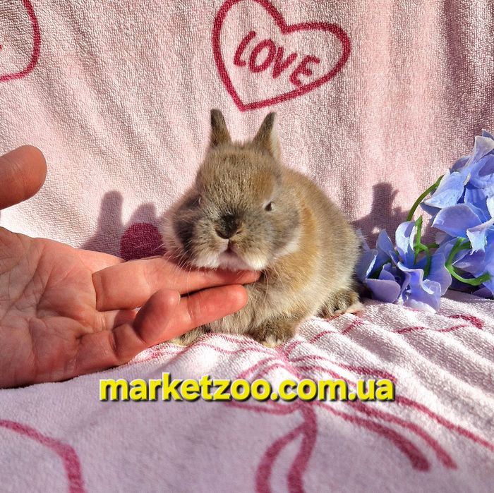 Справжній міні-кролик породи Netherland Dwarf чекає на свого господаря