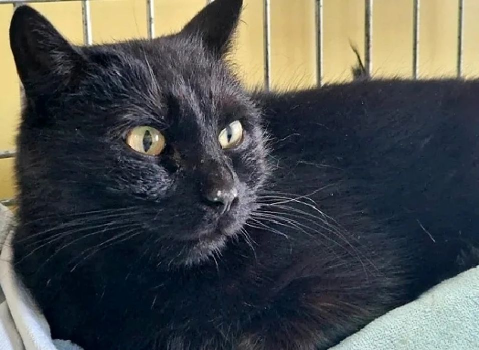 Czarna kotka Tina do adopcji!