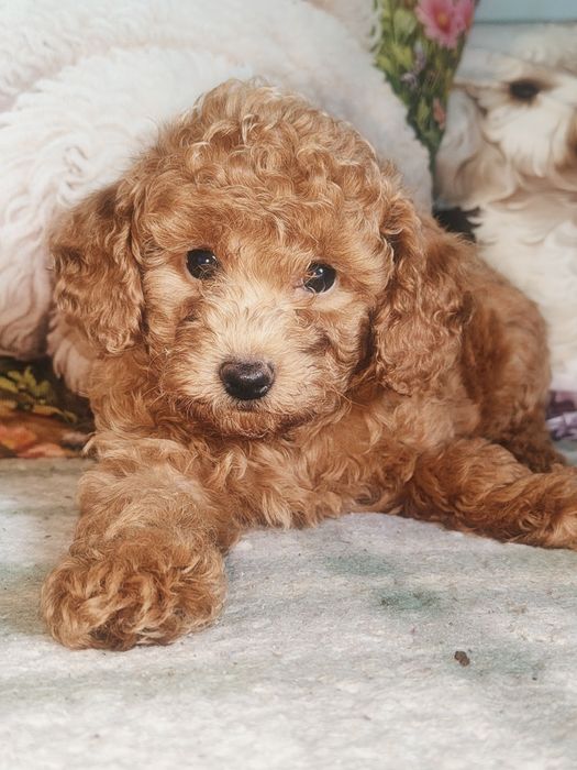 Śliczny piesek Maltipoo