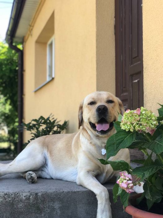 Чистокровный лабрадор Лаки на вязку