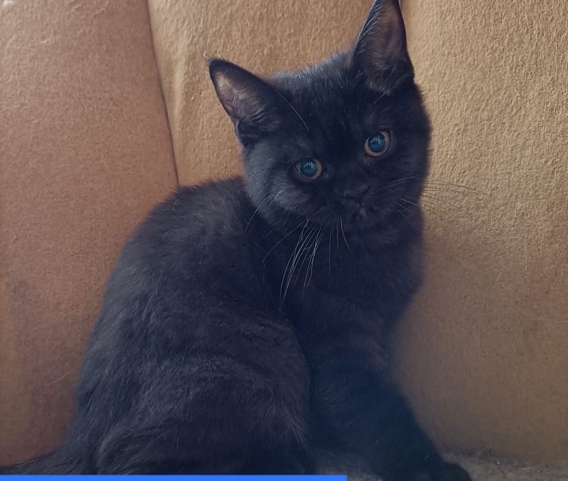 British Shorthair  chocolate escuro fêmea