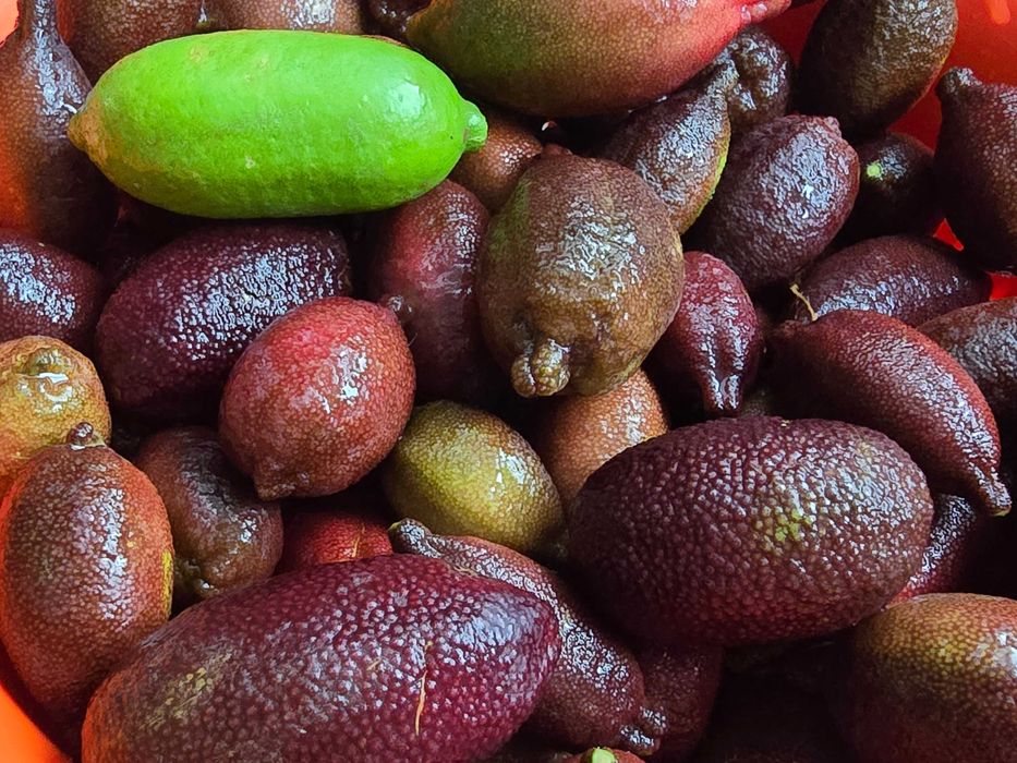 Fruta Limão Caviar Zero Pesticidas - Preço Direto Produtor