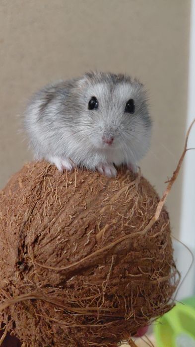 Хом'як джунгарик