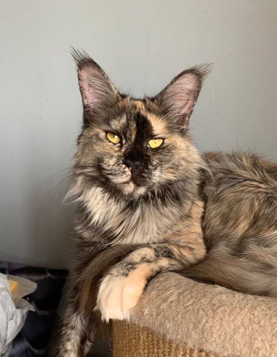 Srebrny kocurek Maine Coon gotowy do odbioru