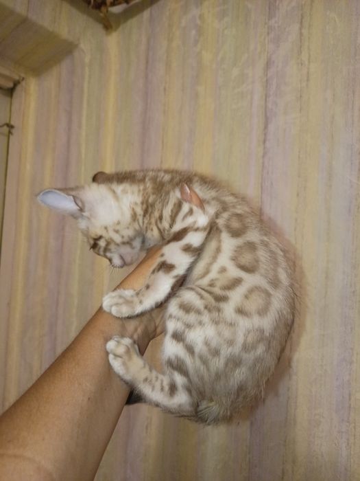 бенгальські кошеня