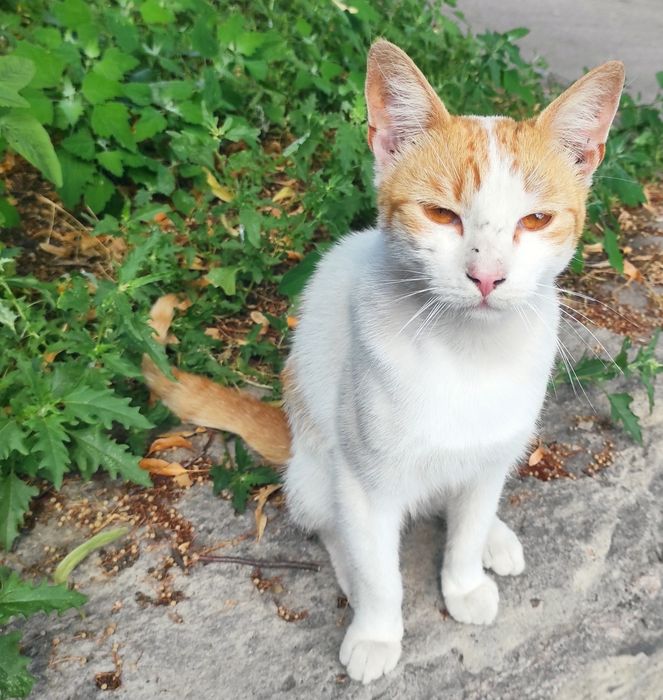 Котик молоденький до року