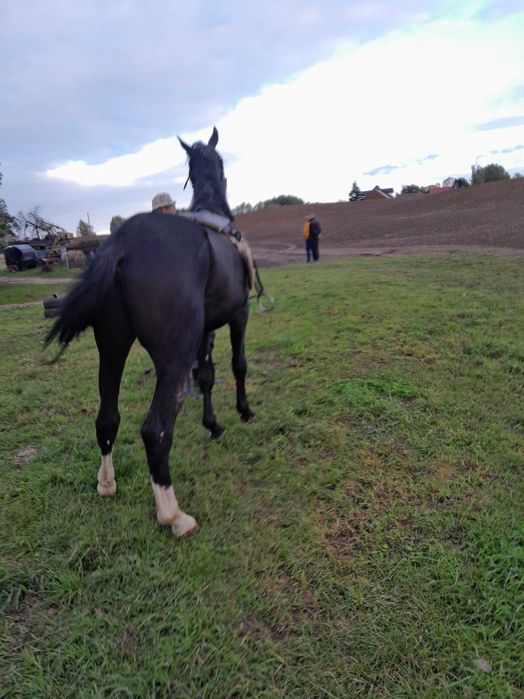 Wałach Wielkopolski na sprzedaż