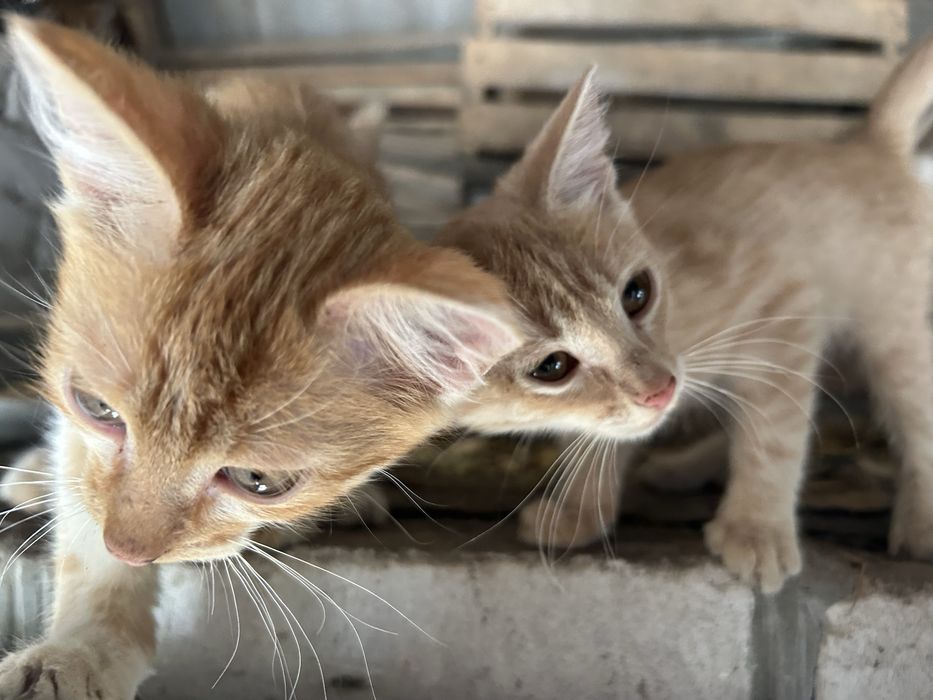 Кошенята , безкоштовно