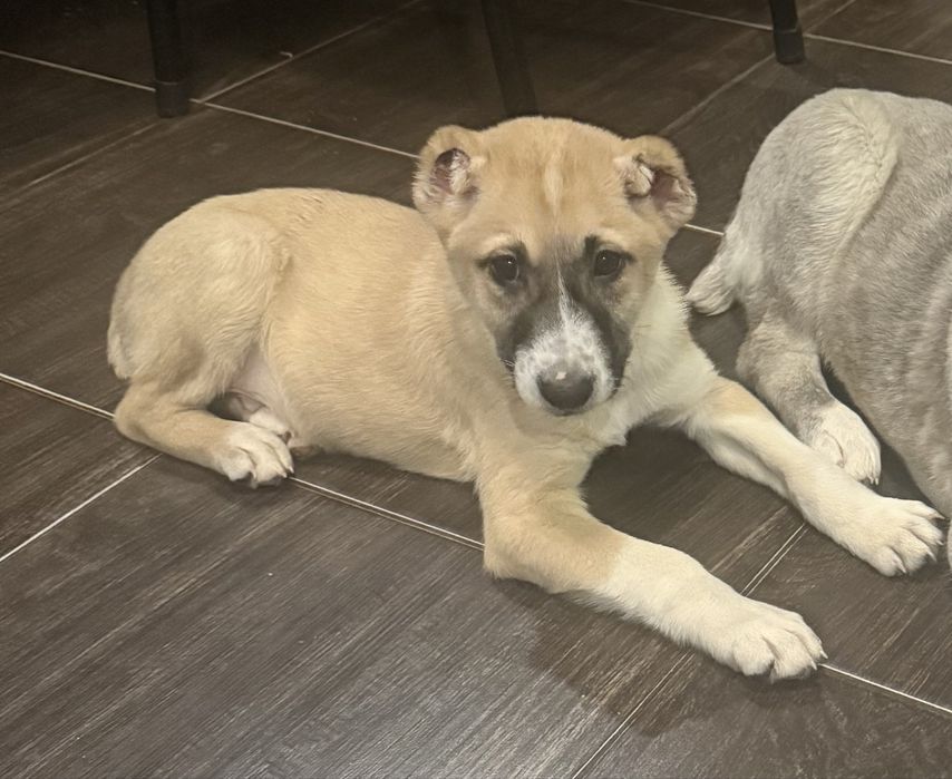 Продам щенка САО Алабай