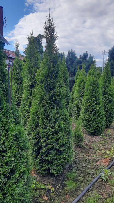 Thuja Smaragd wysoka zielona krzew ozdobny