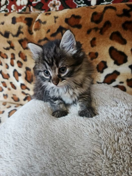 Котята бесплатно