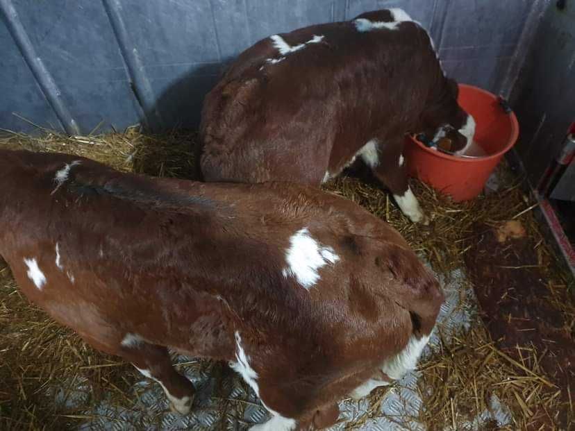 cielaki mięsne byczki jałóweczki Brodnica